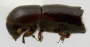 Stictodex cuspidus specimen from Borneo lateral