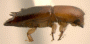 Debus cyclopus side