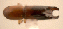Debus cyclopus top