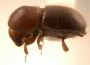 Cyclorhipidion perpilosellum
