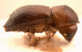 Xyleborus bidentatus