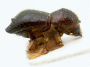 Xyleborus bidentatus PNG identified as X subcostatus by Schedl
