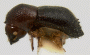 Xyleborus bidentatus side