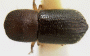 Xyleborus bidentatus top