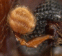 Pseudowebbia curvatus antenna