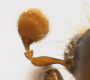 Pseudowebbia curvatus antenna rear