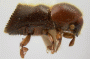 Pseudowebbia curvatus side
