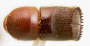 Pseudowebbia curvatus top