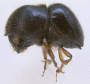 Cnestus mutilatus side