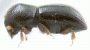 Ambrosiophilus atratus North America side