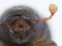 Ambrosiophilus atratus antenna front