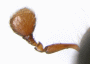Ambrosiophilus atratus antenna rear