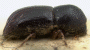 Ambrosiophilus atratus holotype side