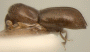Cryptoxyleborus acutus side