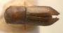 Cryptoxyleborus acutus top