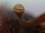 Fortiborus pilifer antenna