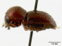 Fortiborus pilifer holotype