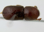 Fortiborus pilifer holotype top