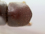 Fortiborus pilifer pronotum