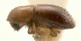Xyleborus cinctipes