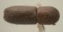 Xyleborinus saxeseni