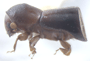 Amasa anomala side