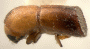 Truncaudum truncatiforme constricted declivity