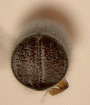 Truncaudum truncatiforme declivity