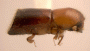Truncaudum truncatiforme side