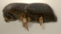 Arixyleborus abruptus junior synonym Arixyleborus iriani side