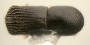 Arixyleborus abruptus junior synonym Arixyleborus iriani top