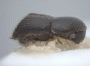 Arixyleborus abruptus side