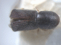 Arixyleborus abruptus top