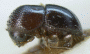 Cnestus aterrimus holotype