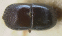Cnestus aterrimus holotype top