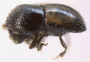 Cnestus aterrimus typical PNG specimen