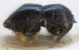 Cnestus triangularis holotype