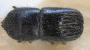 Cnestus triangularis holotype top
