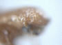 Streptocranus bispinus antennal club