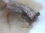 Streptocranus bispinus declivity