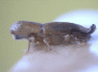 Streptocranus bispinus holotype