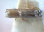 Streptocranus bispinus holotype top