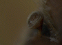 Cyclorhipidion superbum antenna