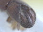 Cyclorhipidion superbum declivity