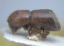 Cyclorhipidion superbum side