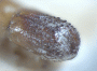 Microperus chimbui declivity