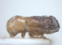 Microperus chimbui side