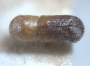 Microperus chimbui top