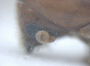 Cryptoxyleborus vestigator antenna