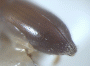 Cryptoxyleborus vestigator declivity